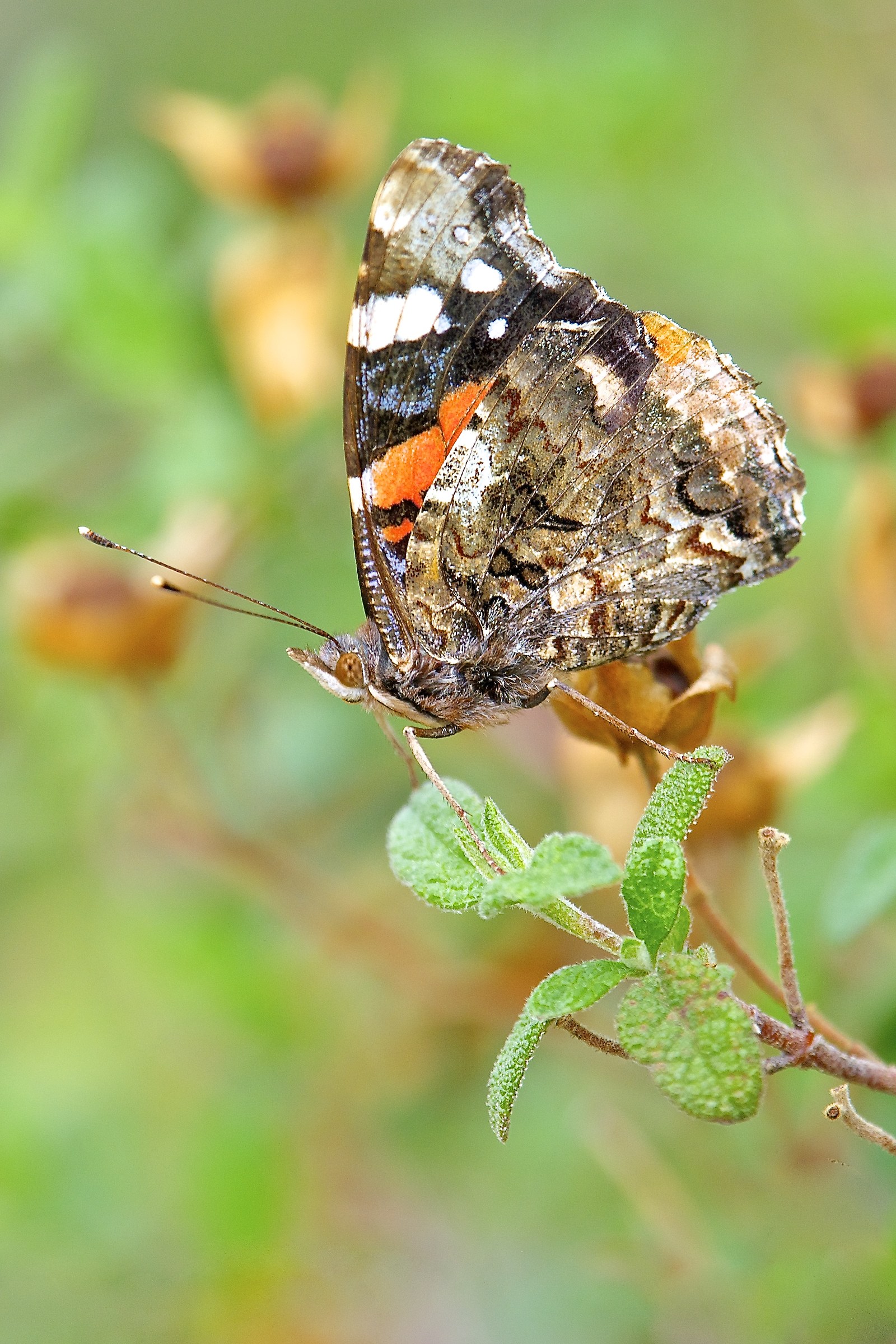 Red Admiral...