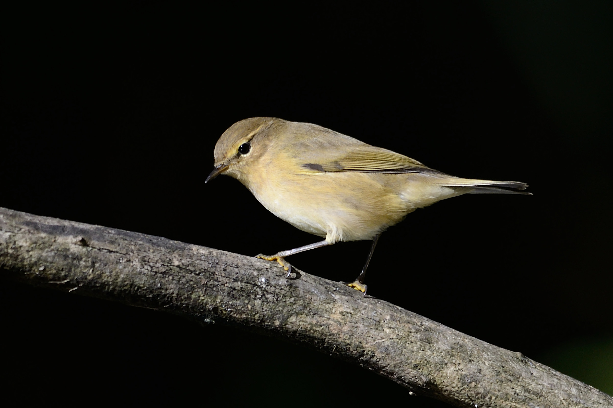 Chiffchaff...