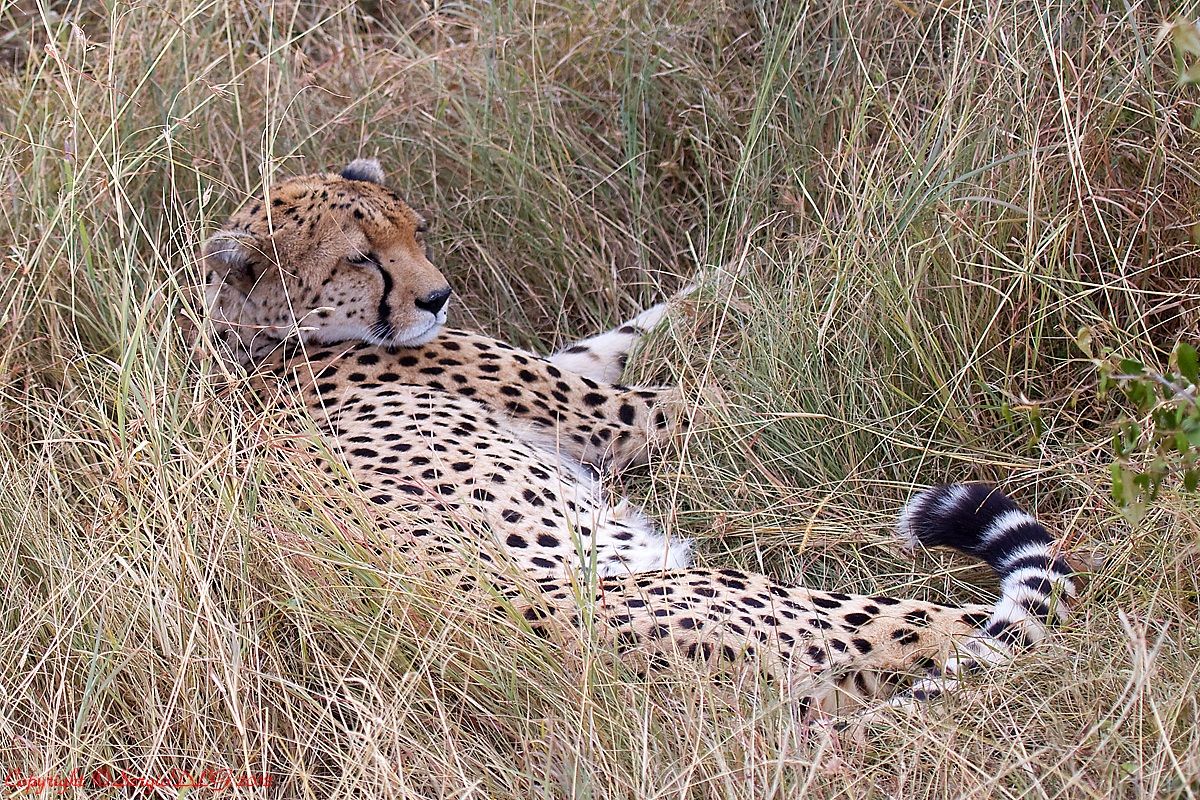 the right rest of the Cheetah...