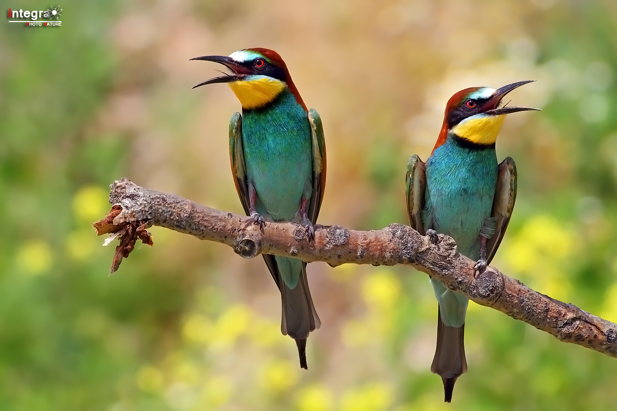 You look I look at this side of the (bee-eaters) no crop...