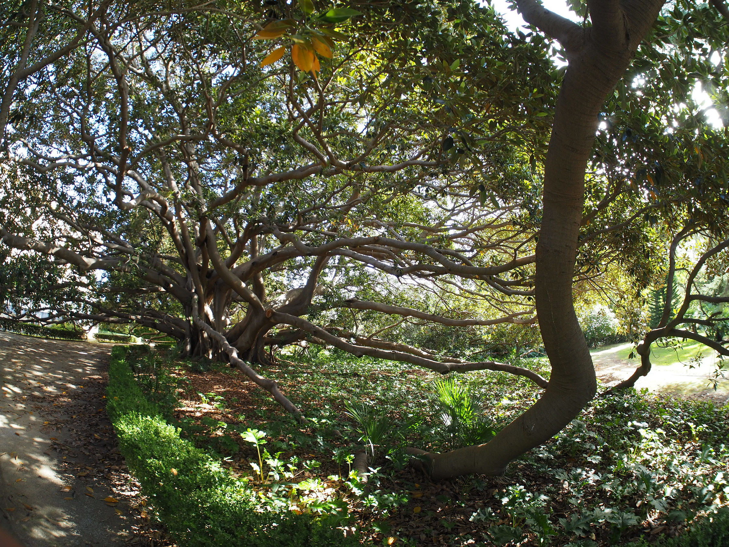 Trees...