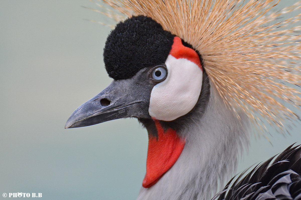 Portrait - Crowned Crane...