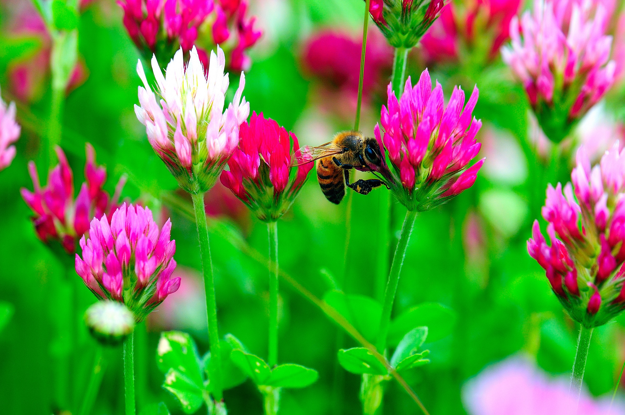 bee...