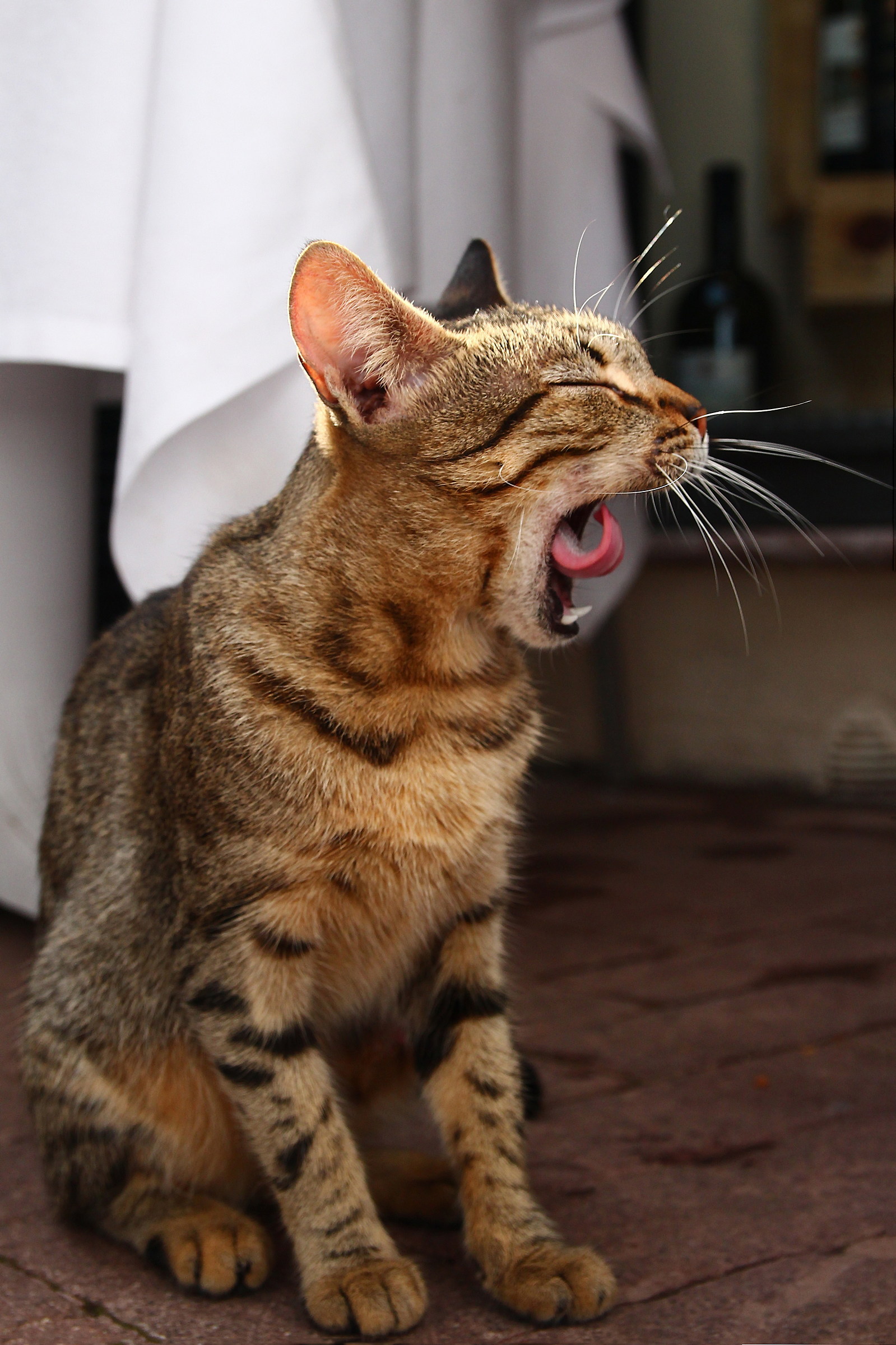 Yawn feline...