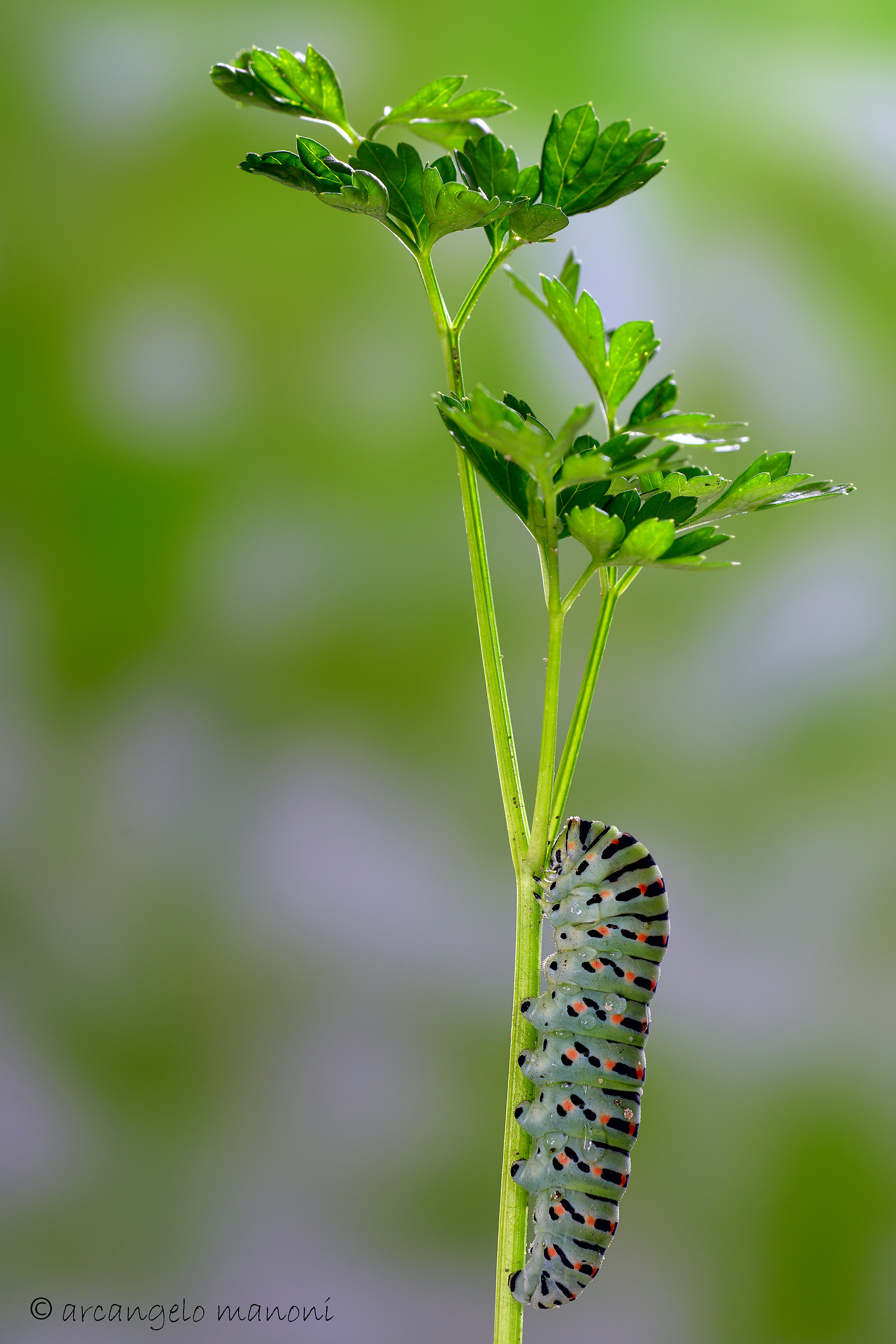 Caterpillar of Papilio...