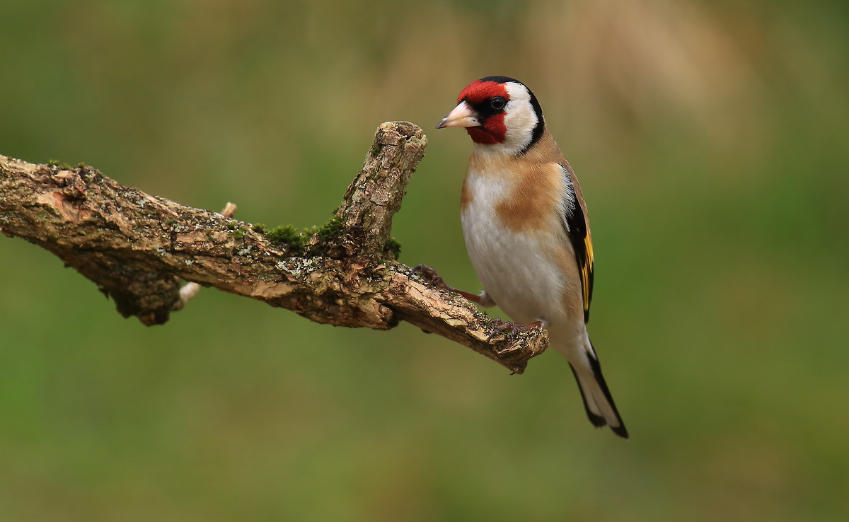 goldfinch...