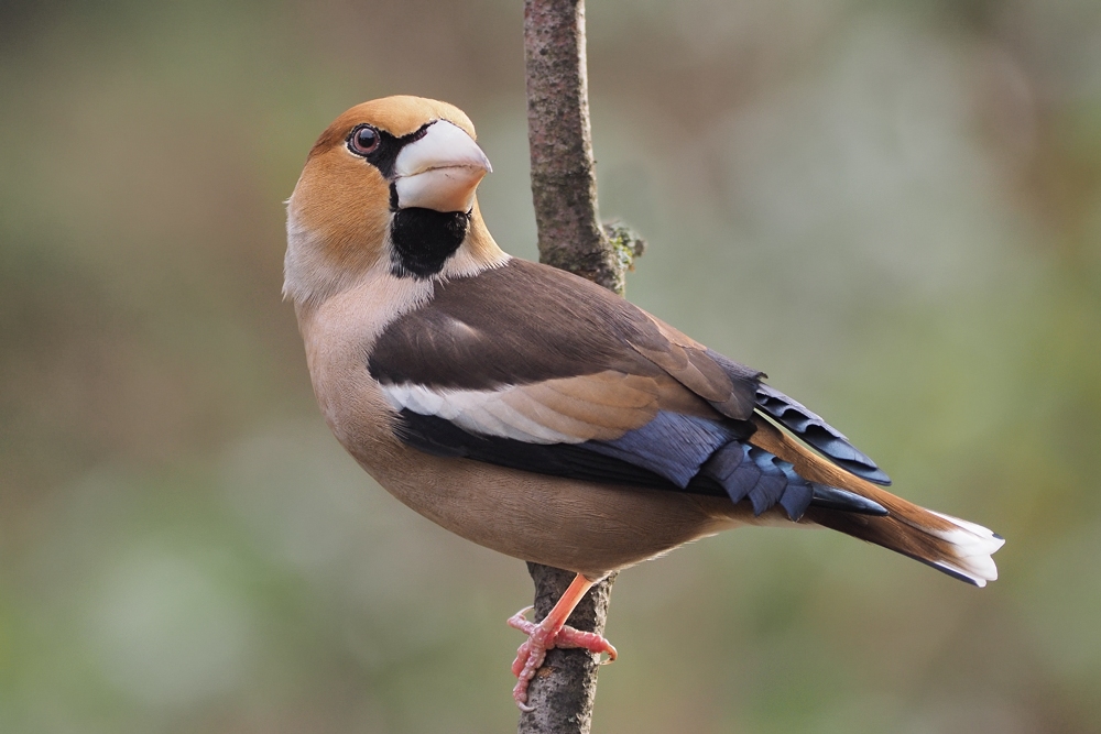 hawfinch...