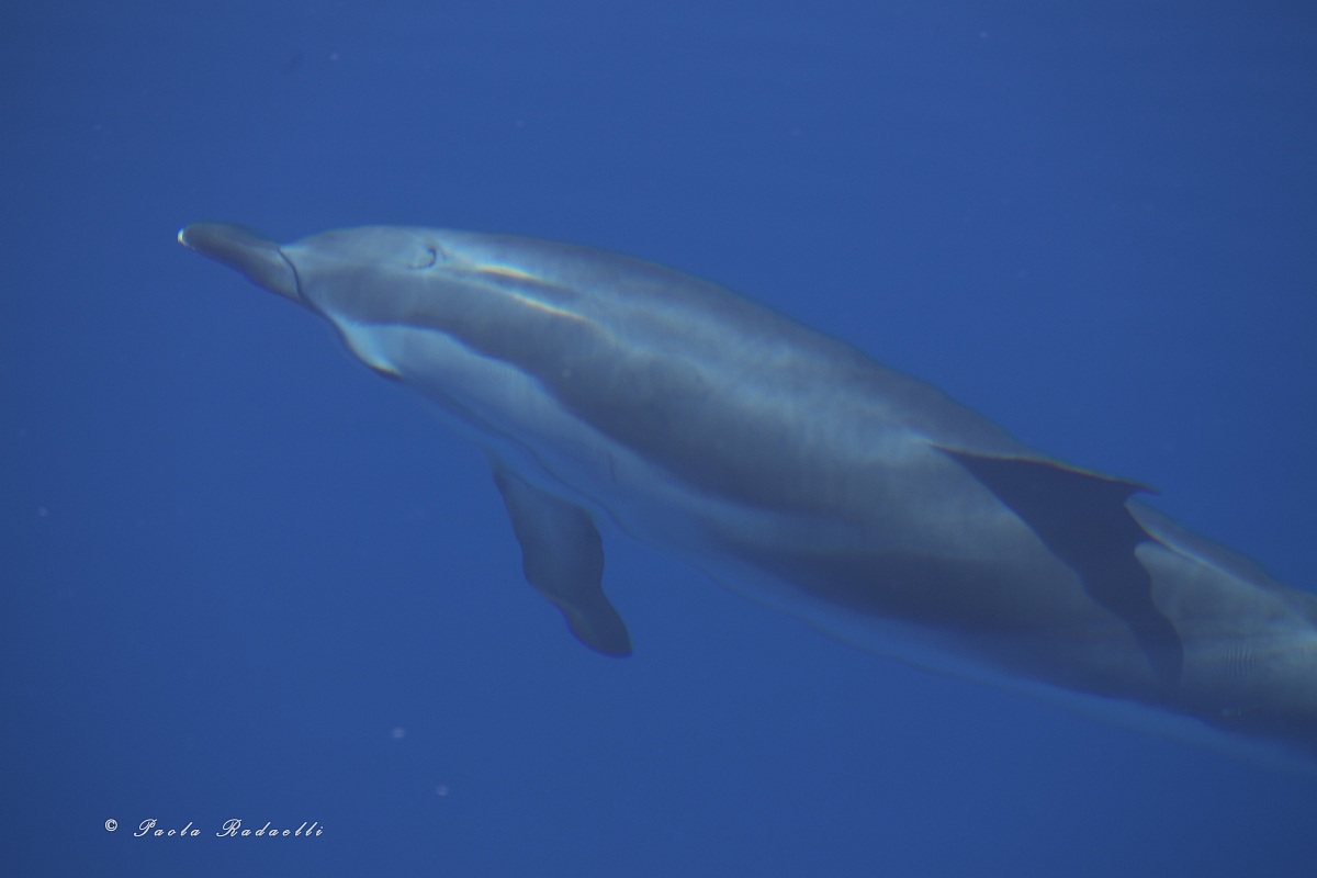 Dolphin in front of the Aeolian Islands...
