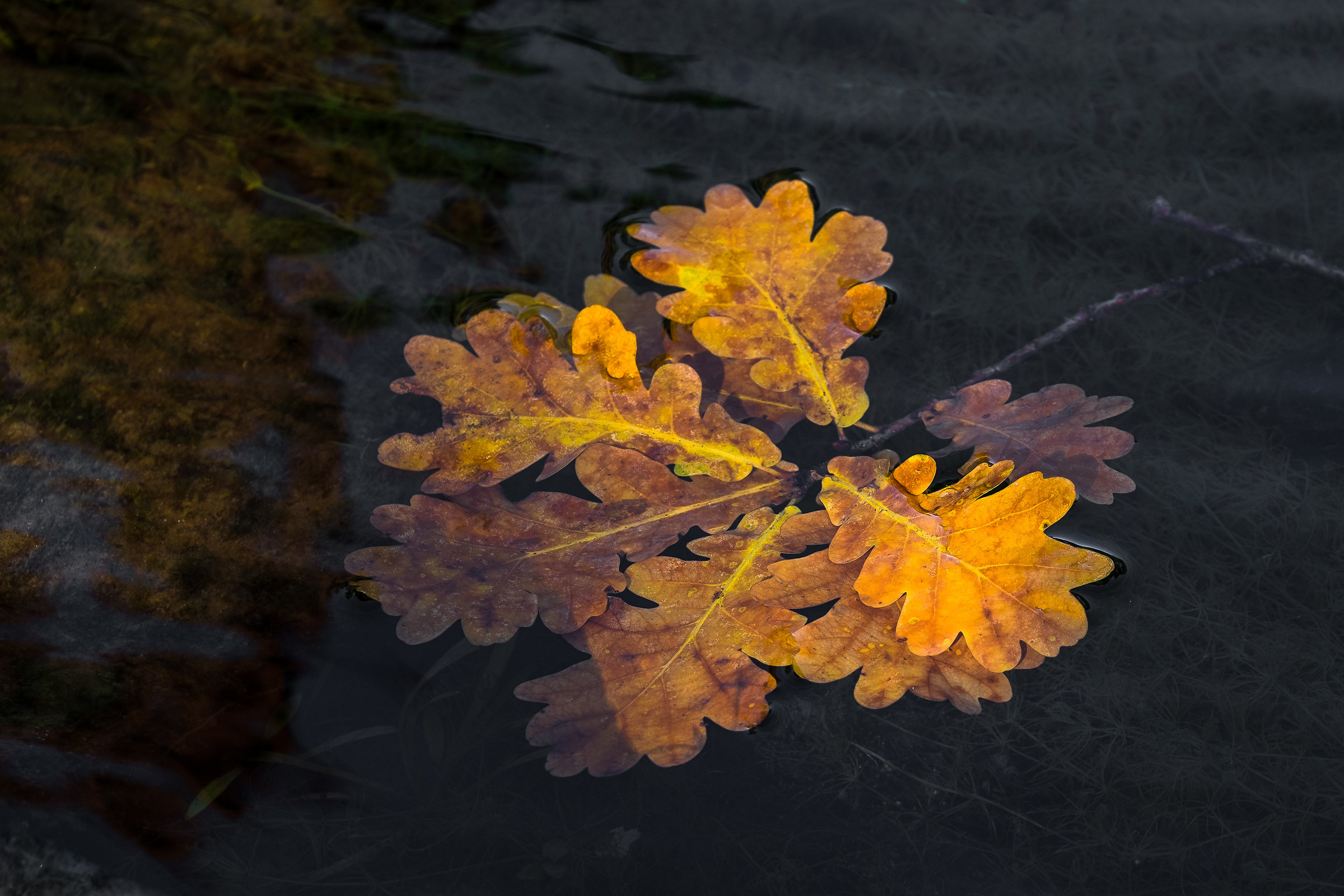 the slow autumn float ......................