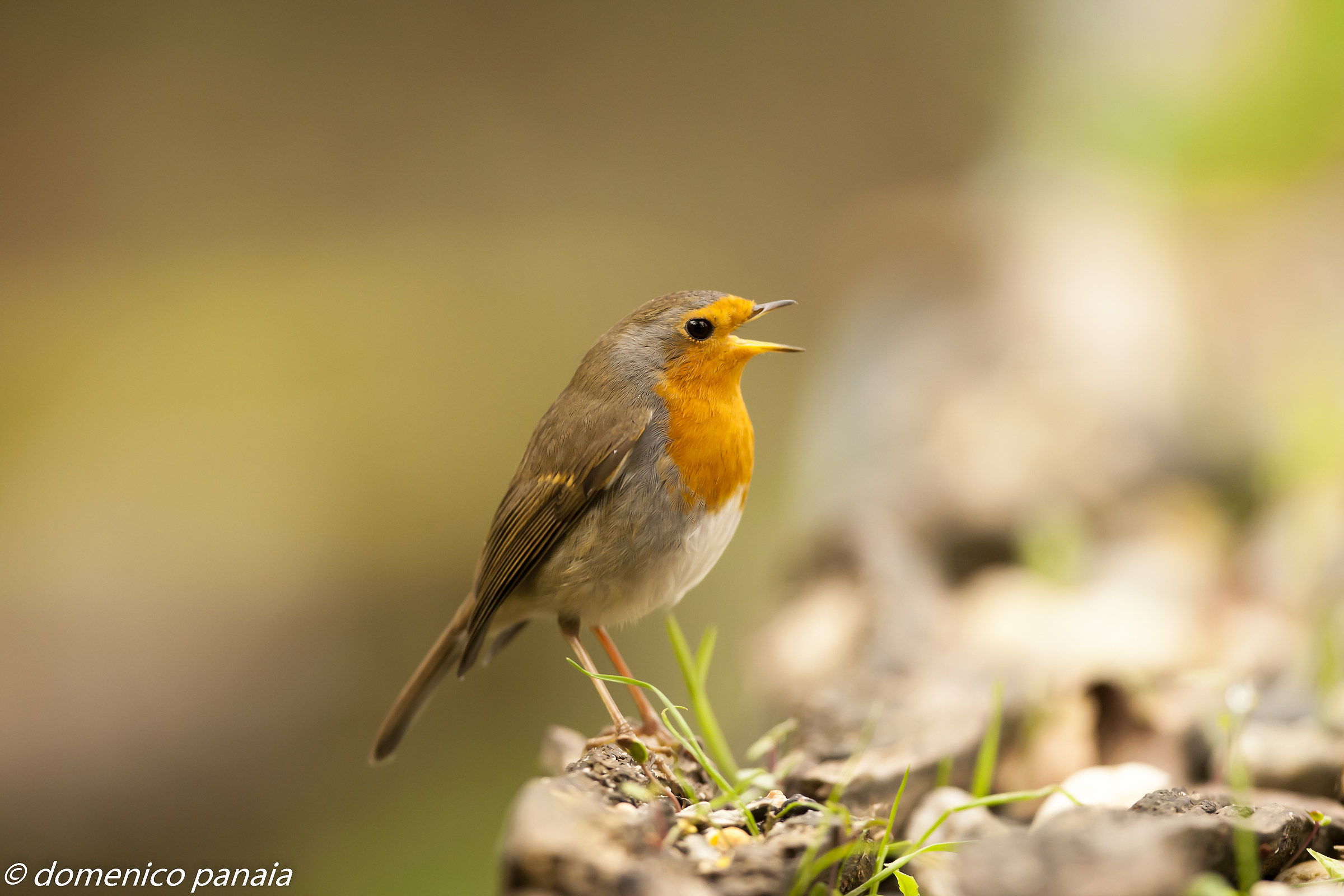 robin singing...