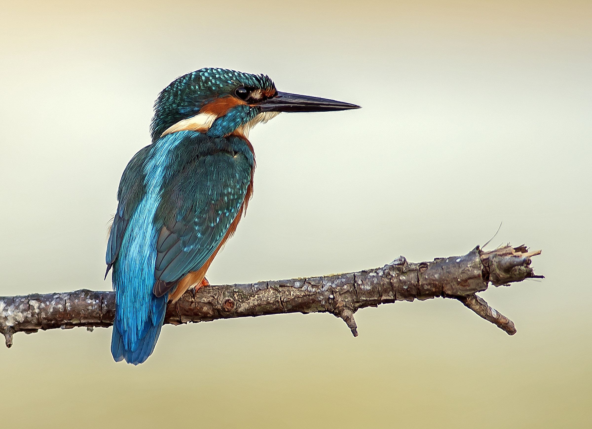 Kingfisher3...