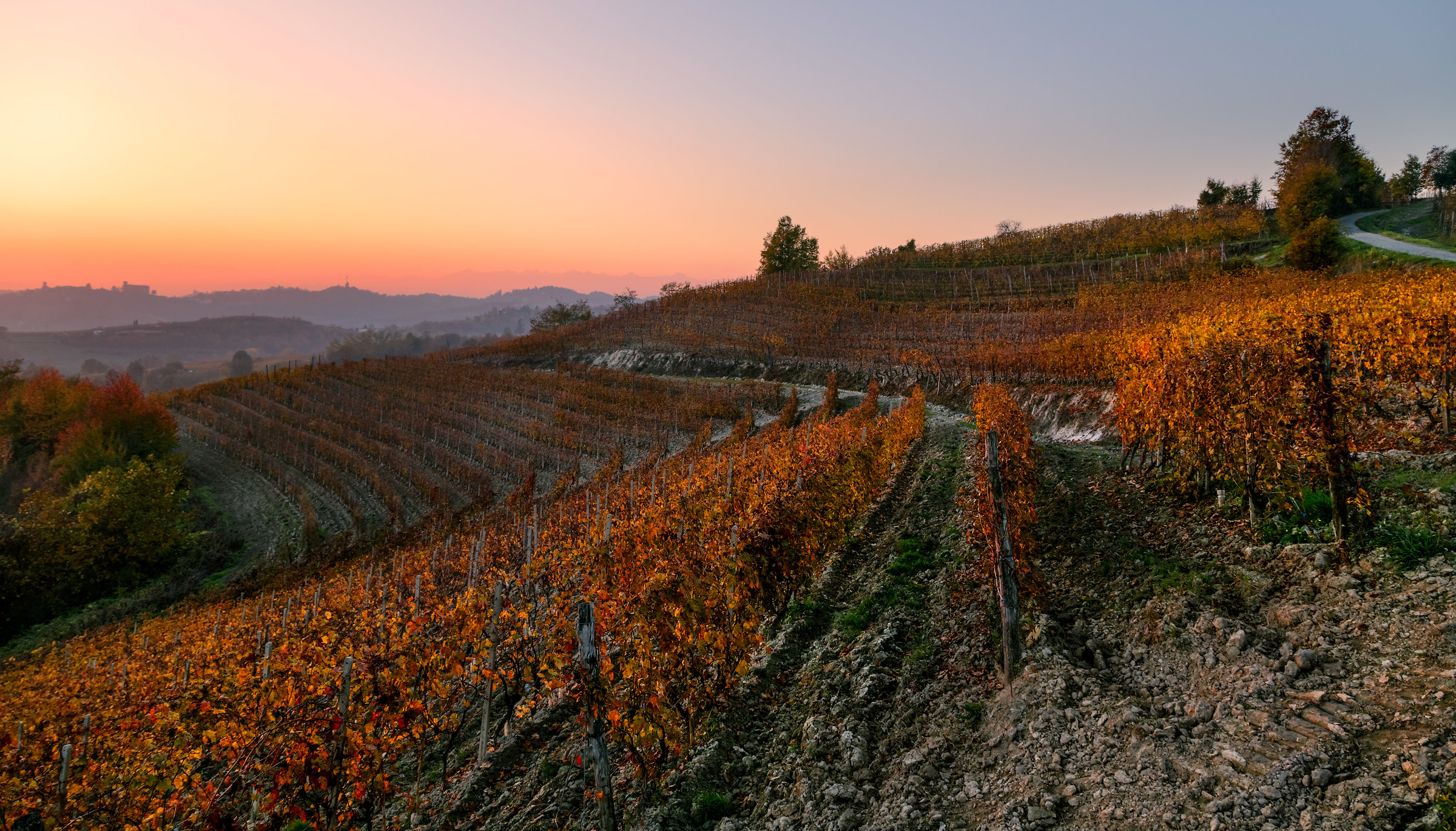 vineyards in Piedmont...