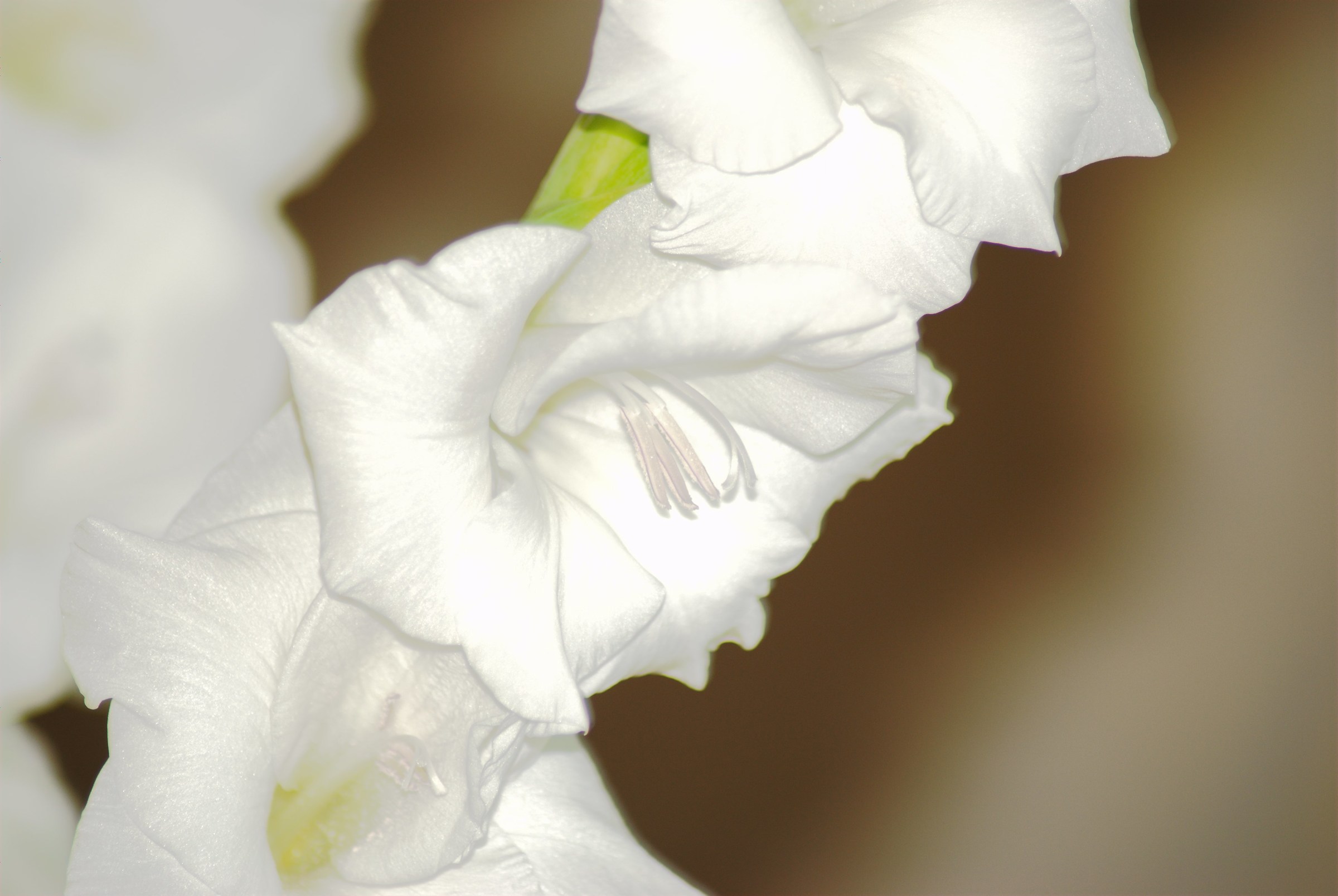 white gladiolus...