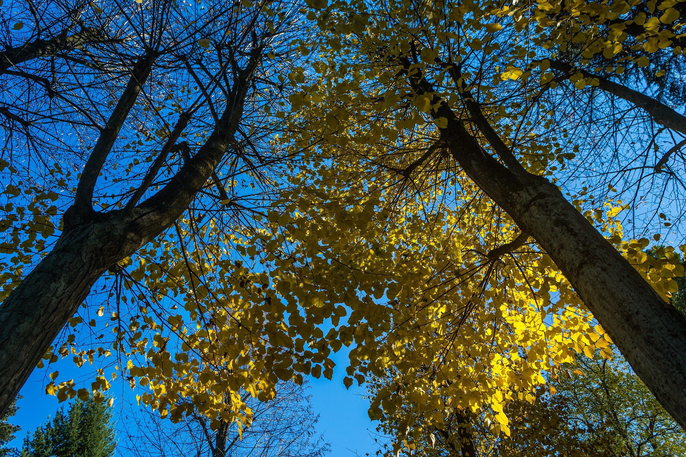 I colori dell'autunno...