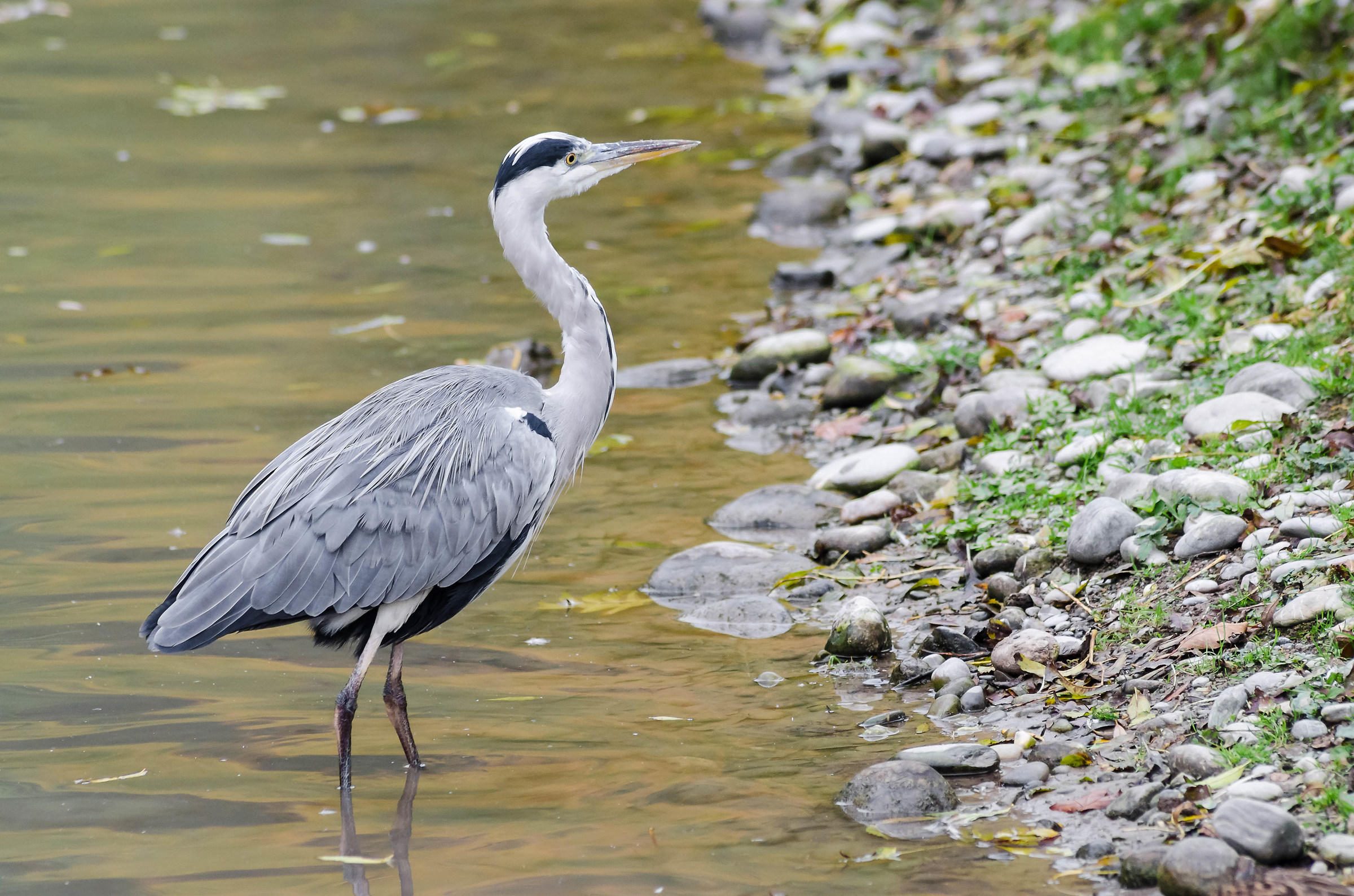 Grey Heron...