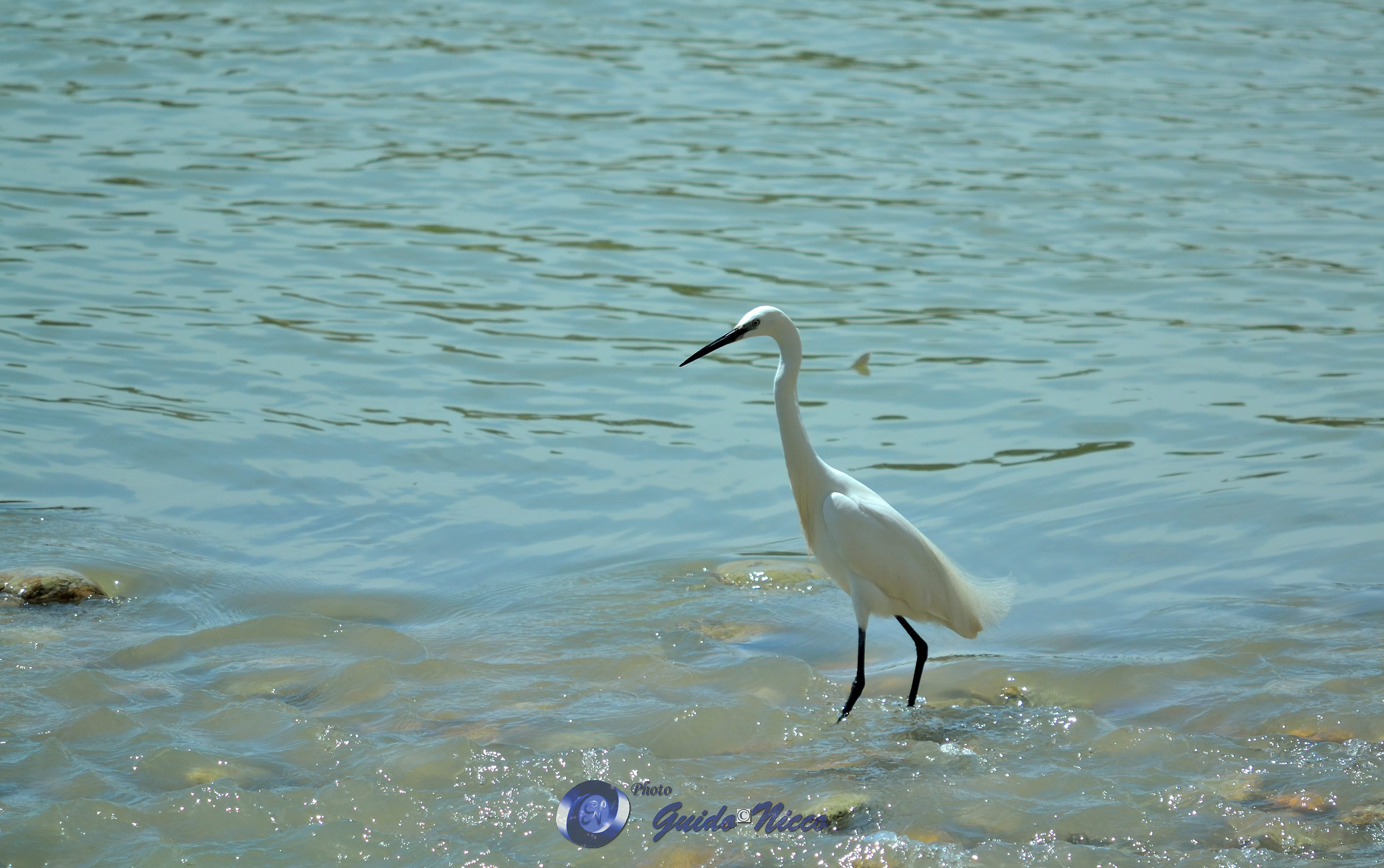 Great Egret...