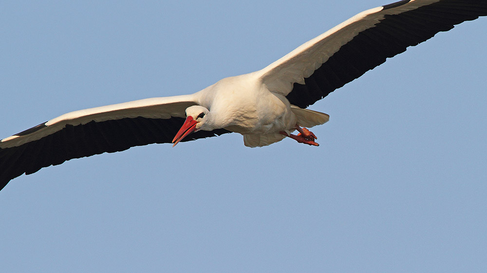 White stork Ciconia ciconia...