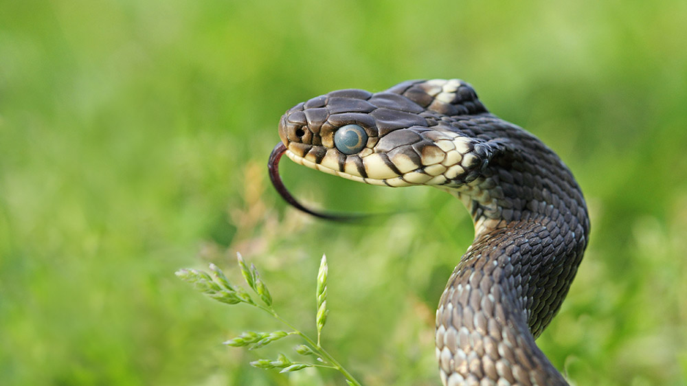 Grass snake Natrix natrix...