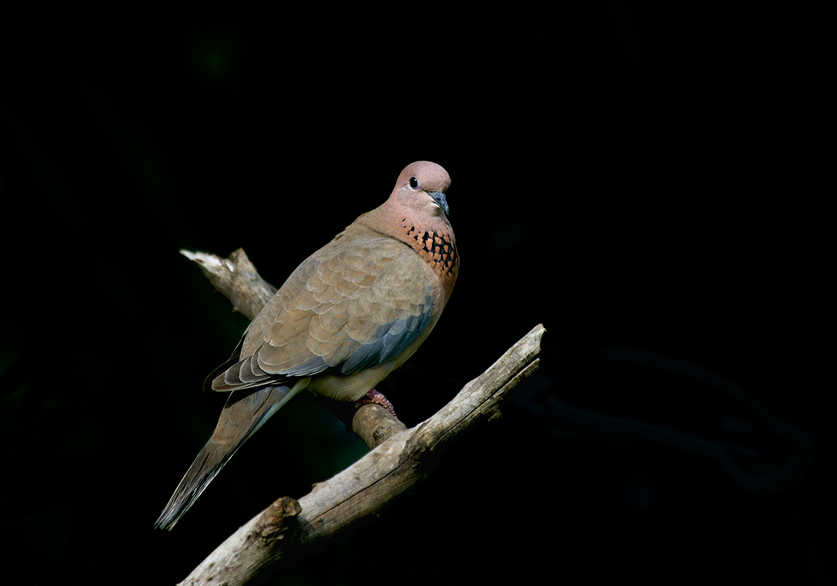 Laughing Dove....