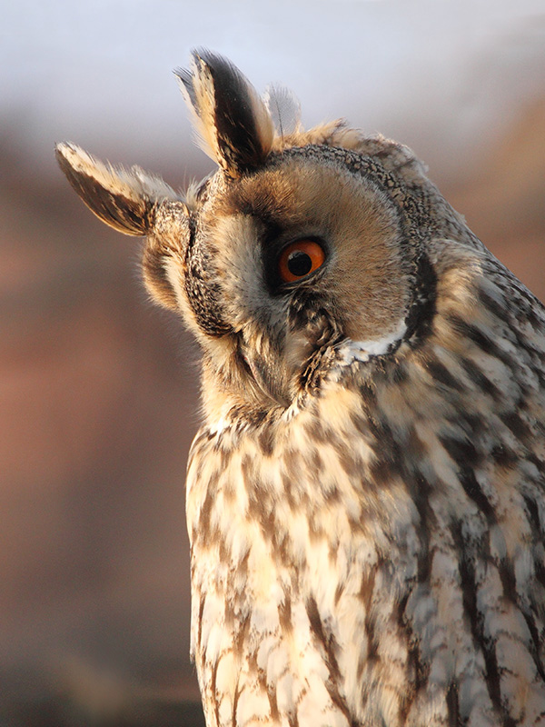 Long-eared owl Asio otus...