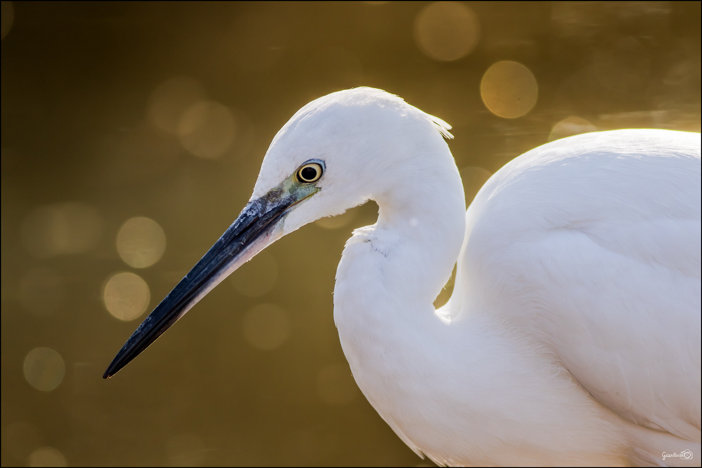 Portrait of little egret...