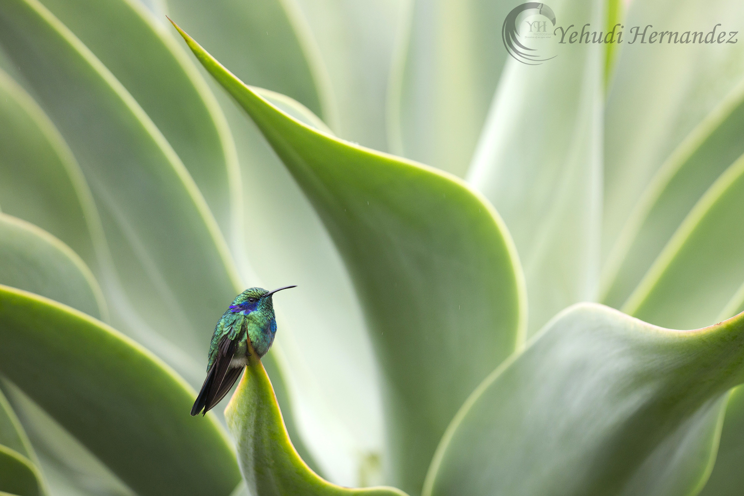 Colibri...