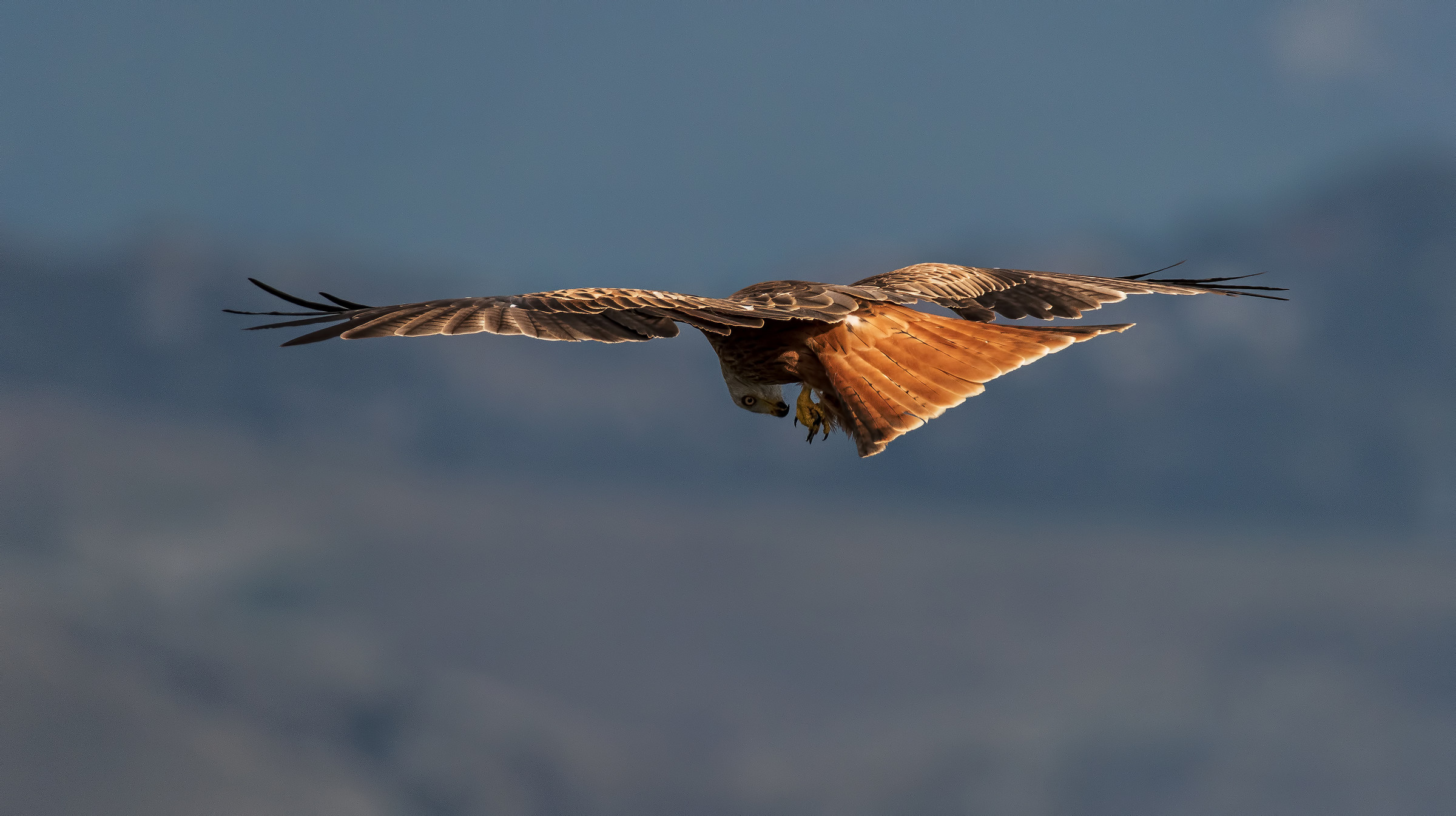 Red Kite. control....