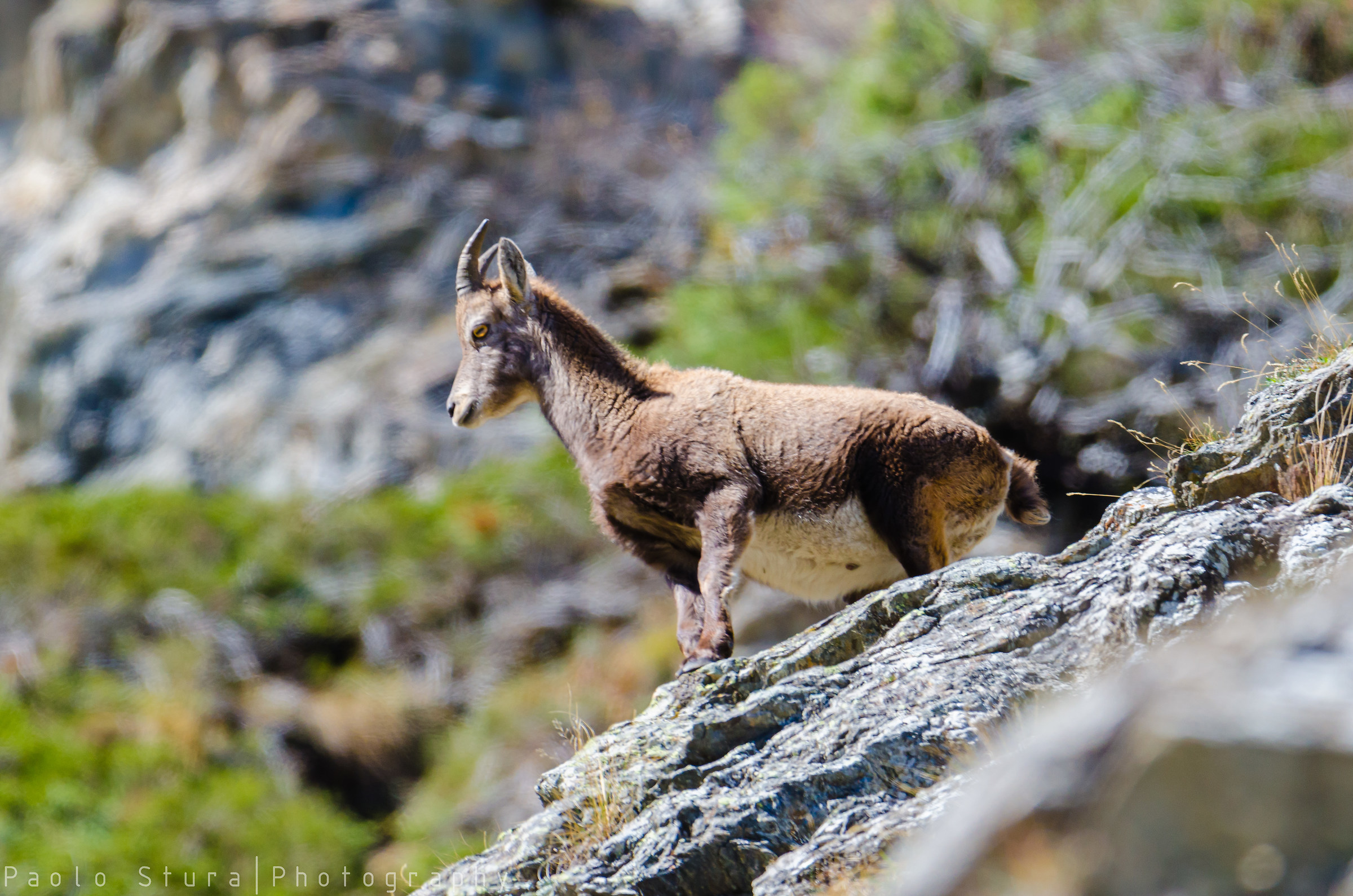 Ibex...