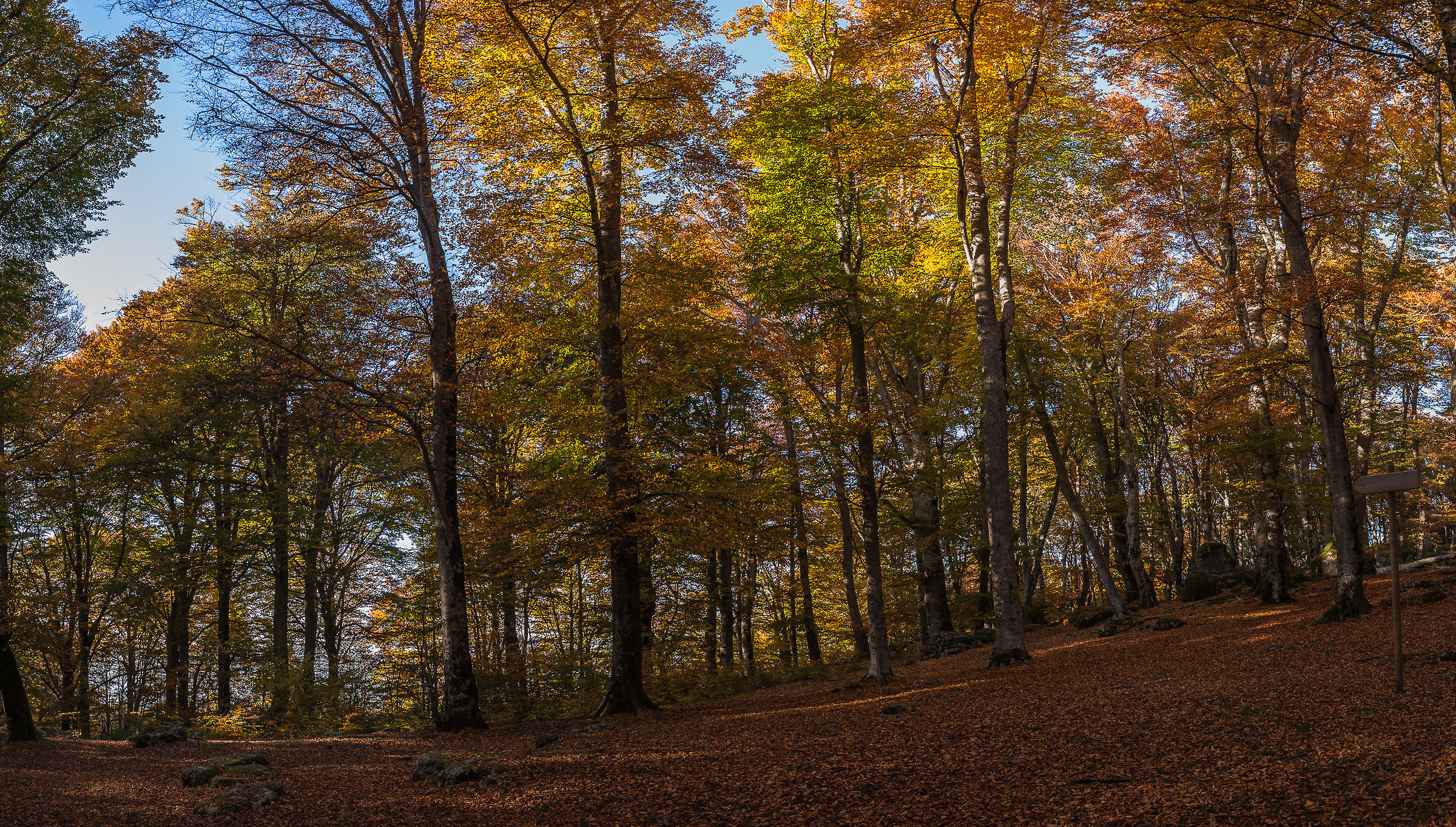 Faggeta Monti Cimini (Vt)-Autunno 2015...