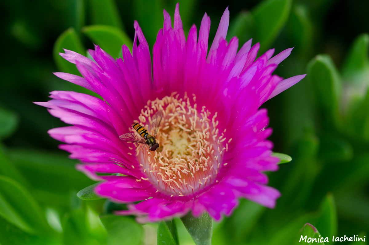 Flower and bee...