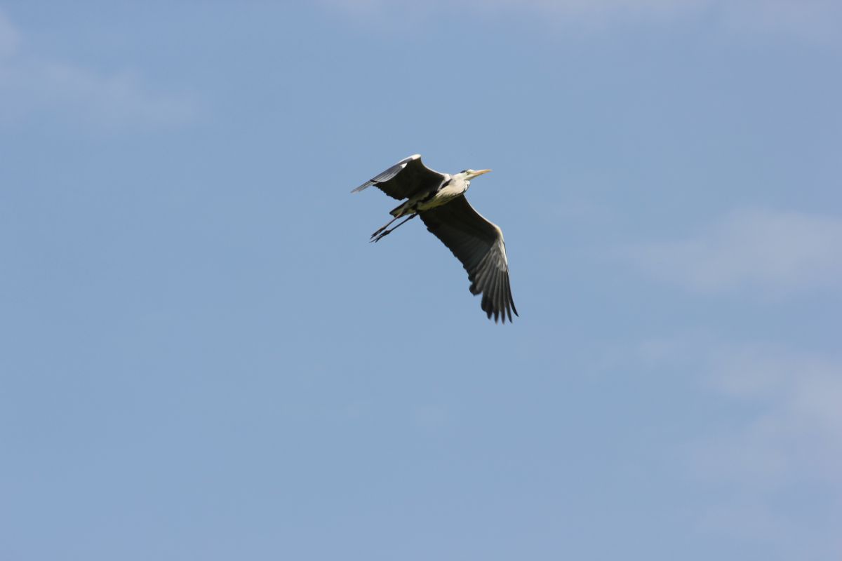 Grey Heron...