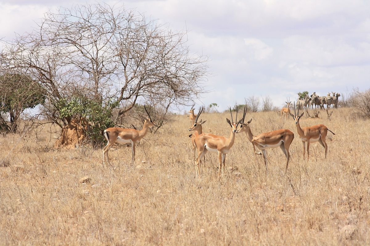 tsavo east...
