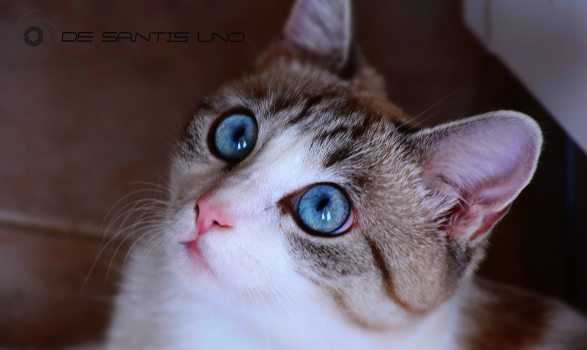 Vi presento lolly...