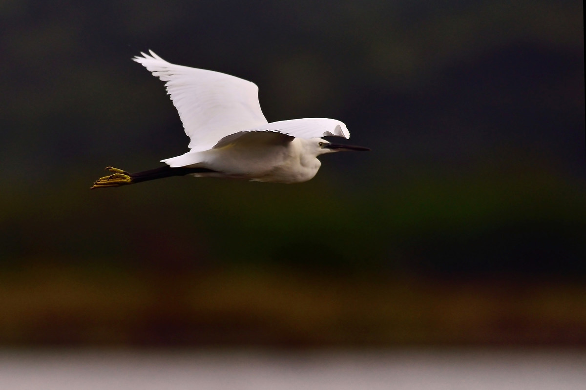 Egret flying low...