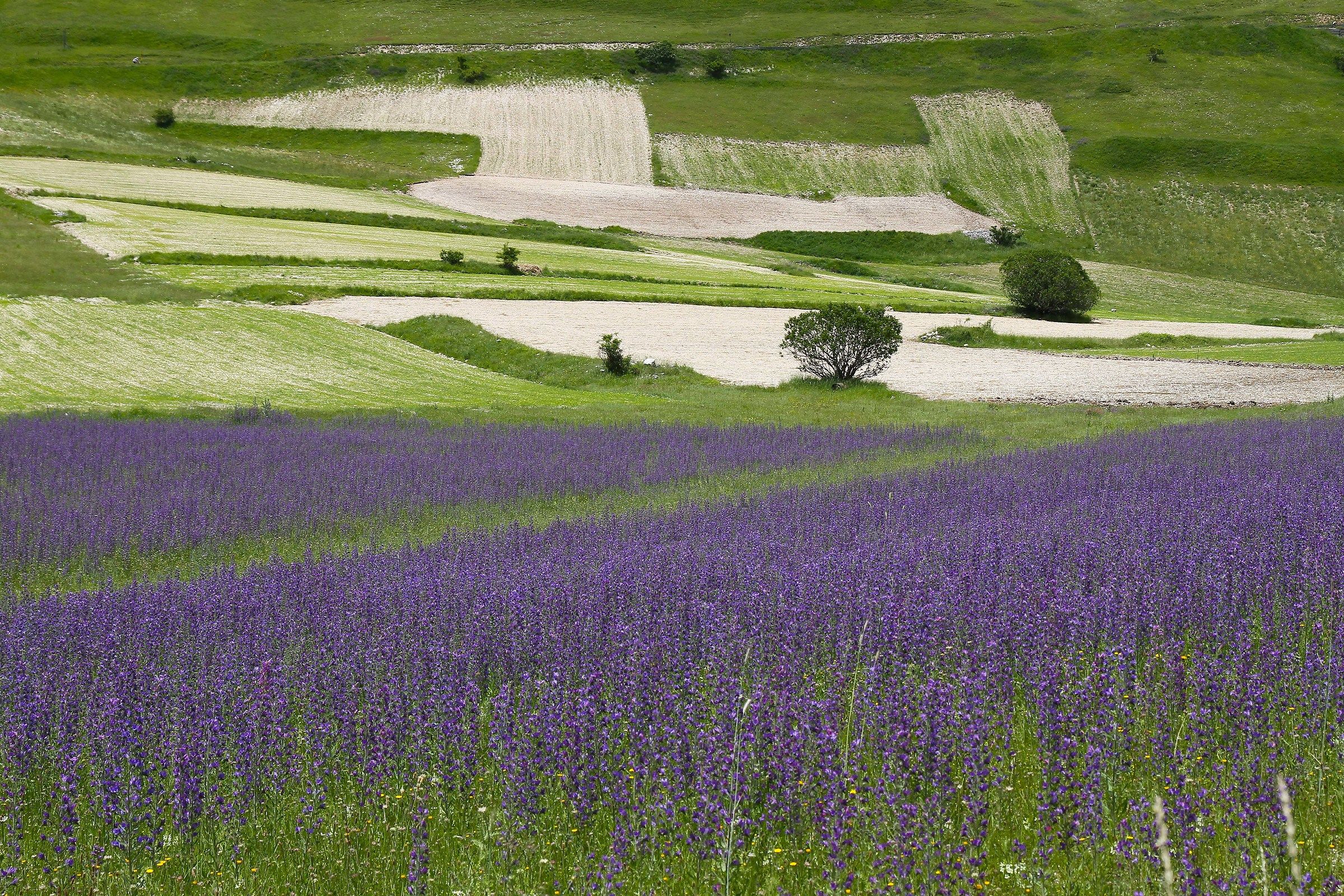 Colore e movimento sul Piangrande, Monti Sibillini....