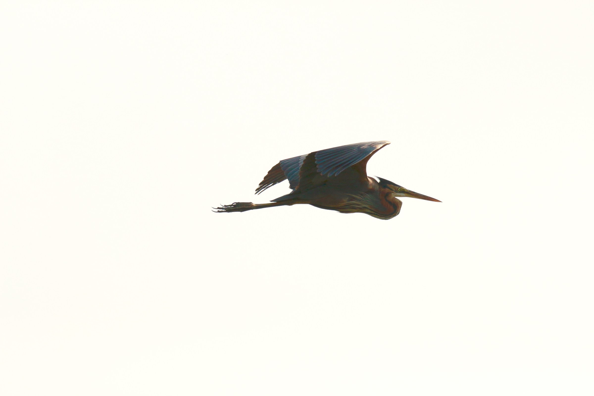 purple heron in flight...
