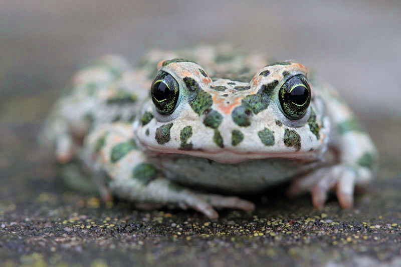 Green toad Pseudepidalea (Bufo) viridis...