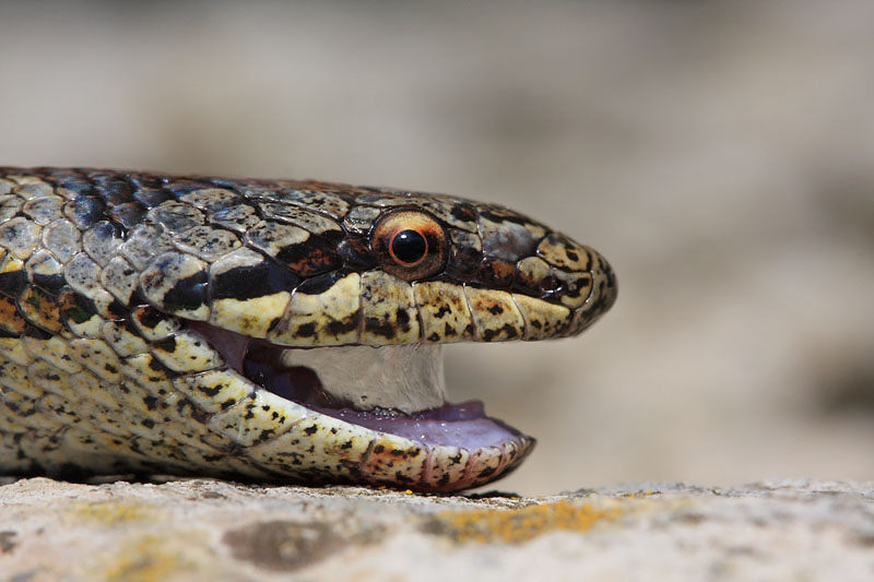 Smooth snake Coronella austriaca...