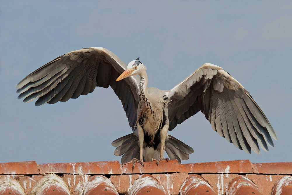 Airone cenerino Ardea cinerea...