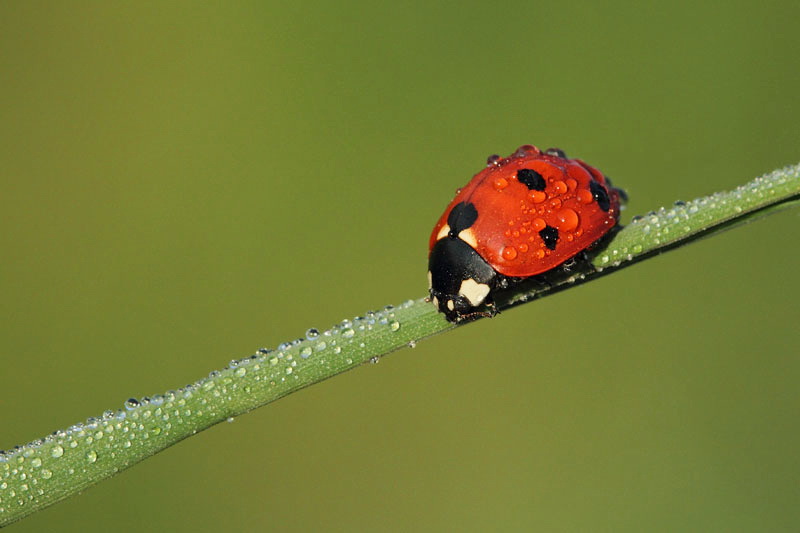 Seven-spotted coccinella Coccinella septempunctata...
