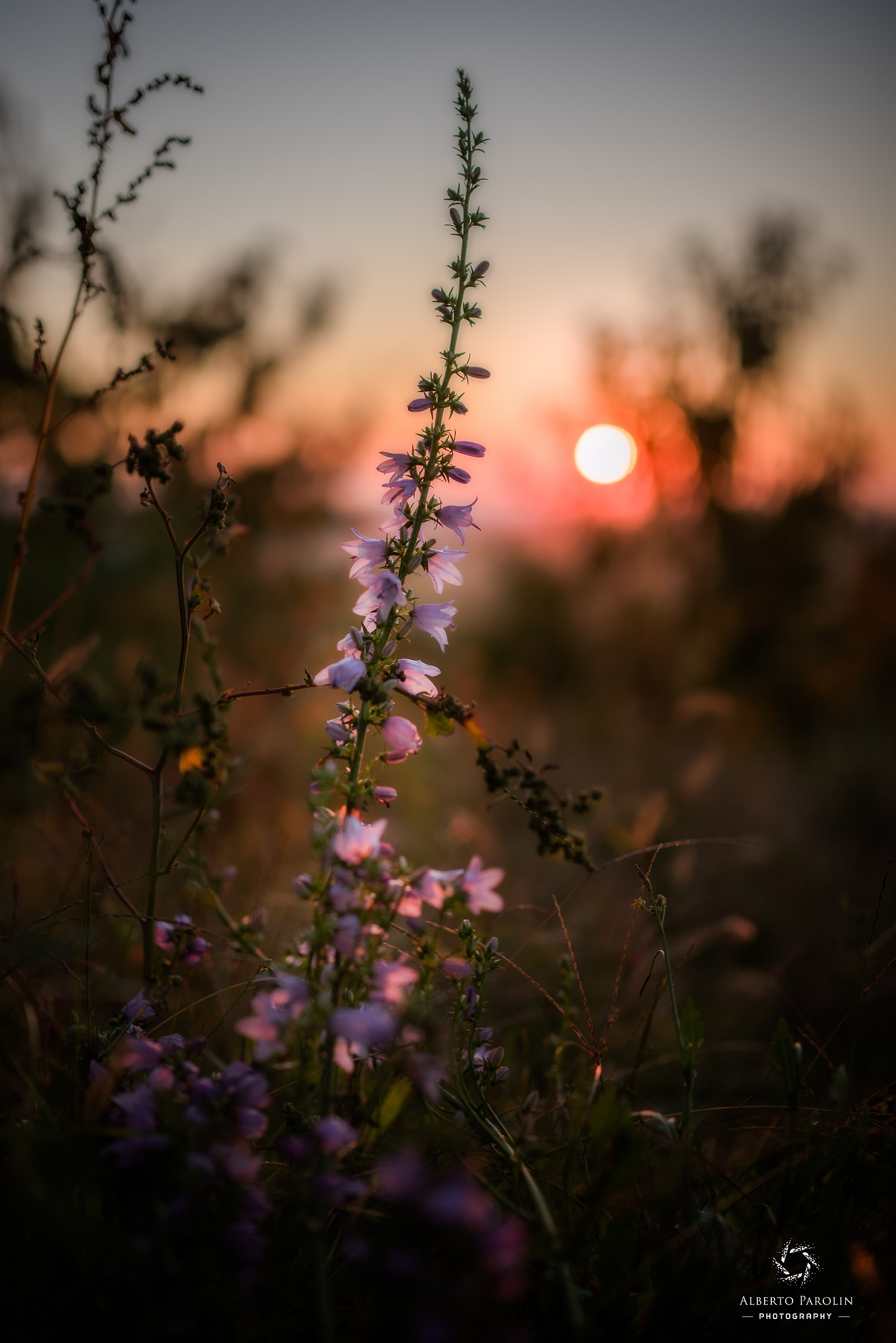 Autumn flowers...