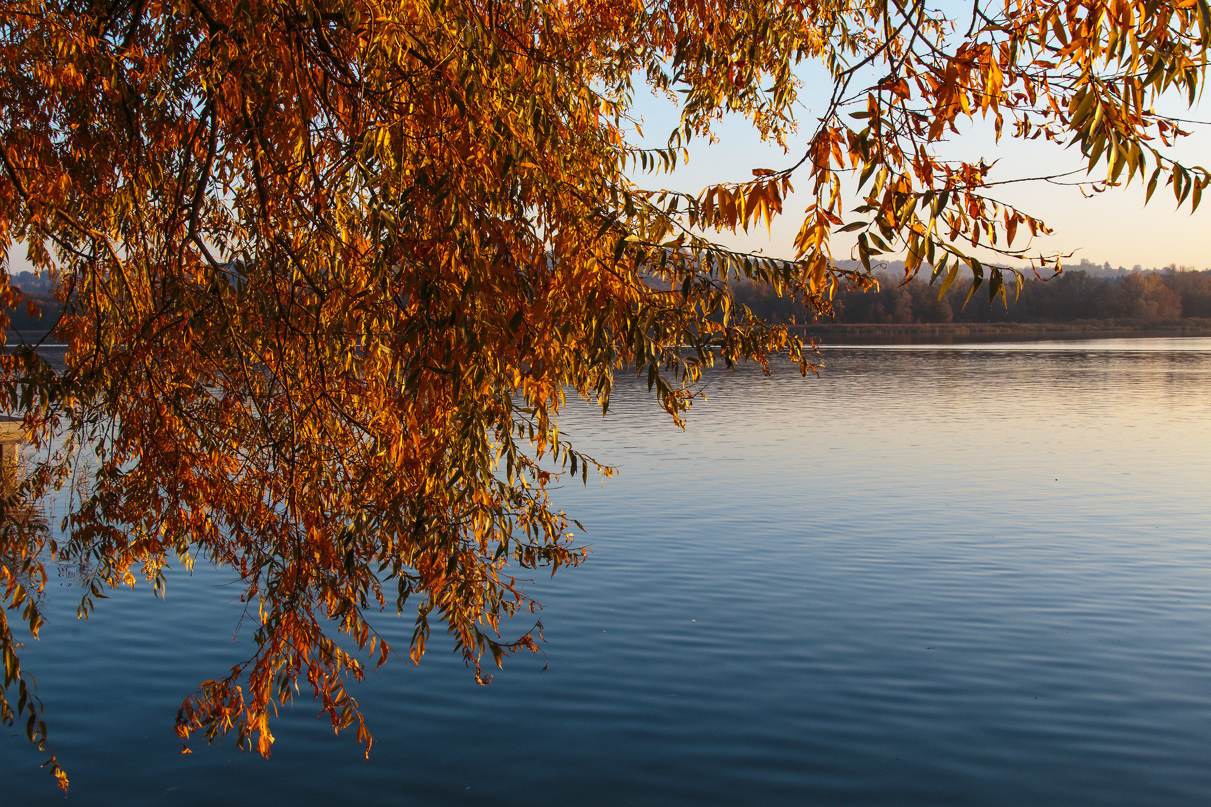 Autumn colors on the lake 7...