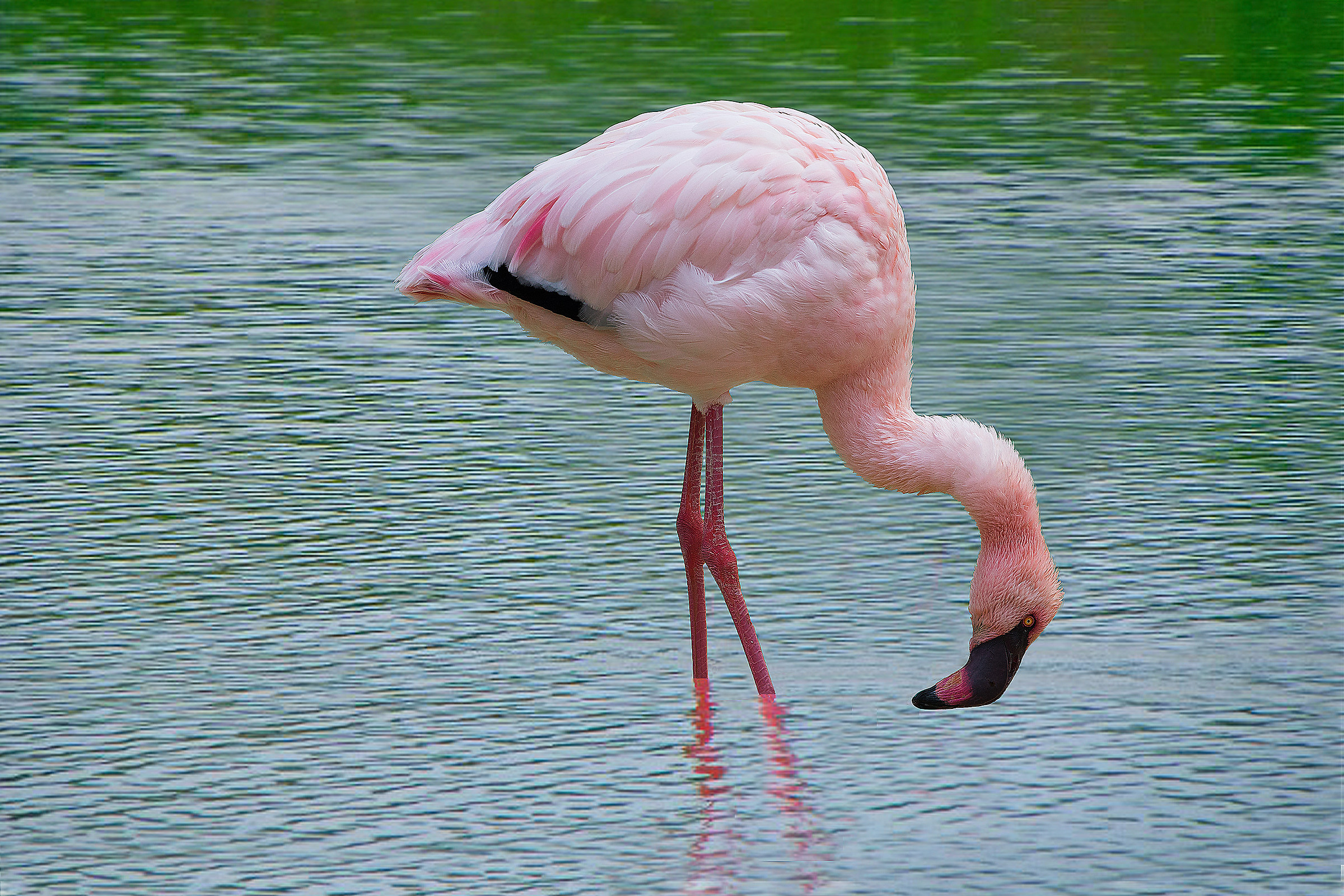 Fenicottero Rosa...