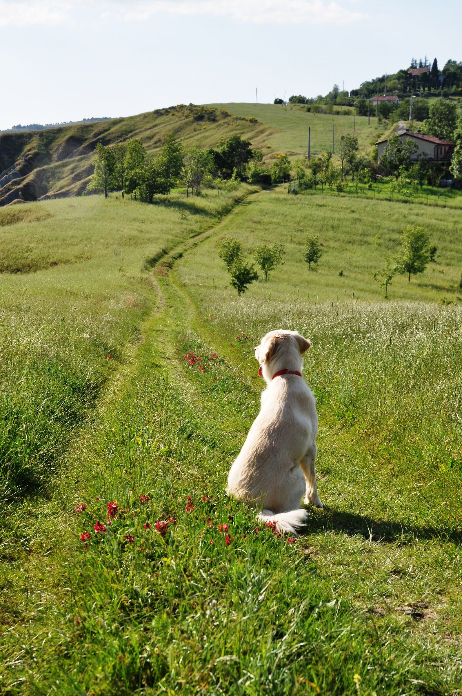 landscape with dog...