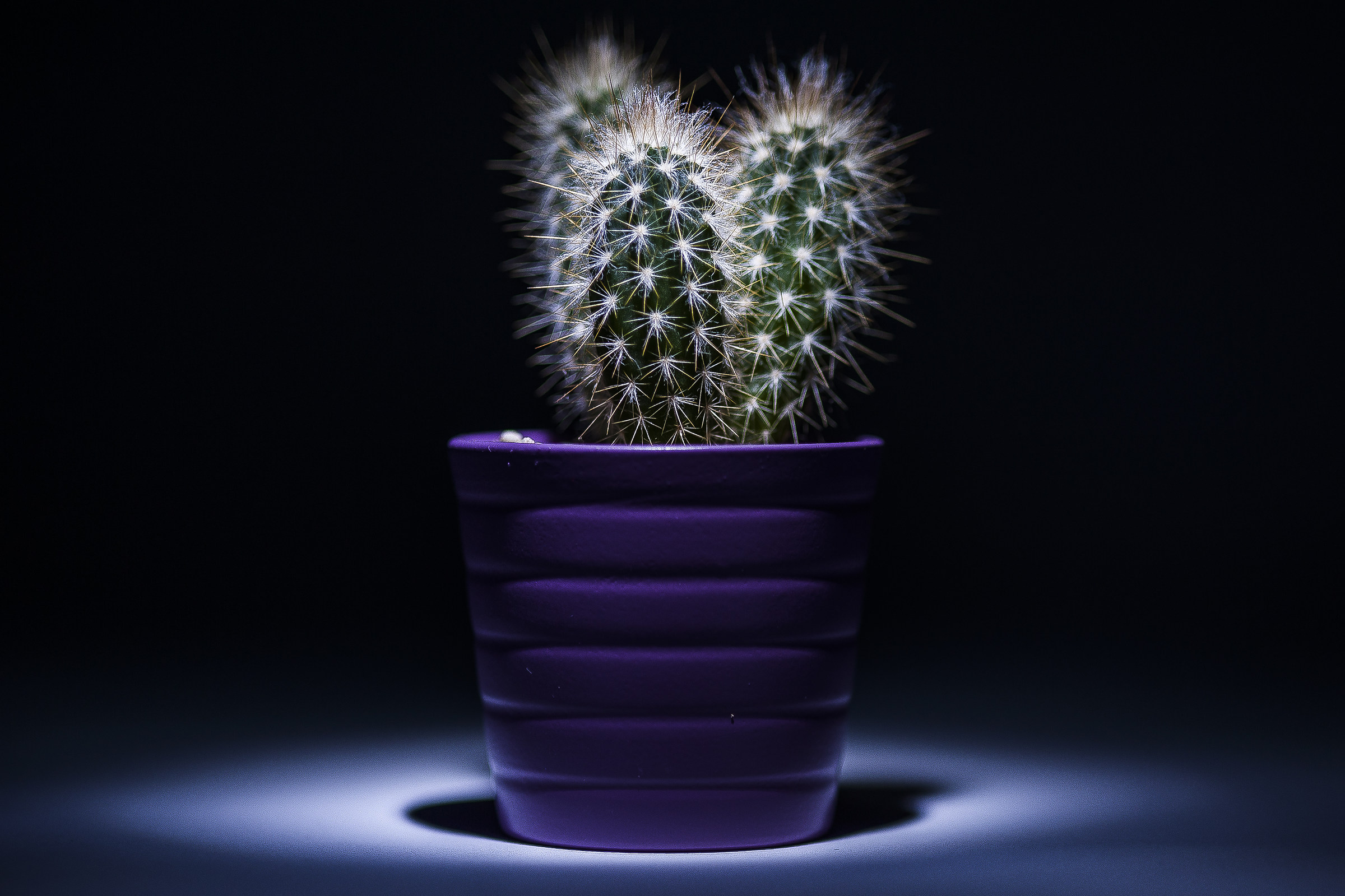 Cactus Fluo...
