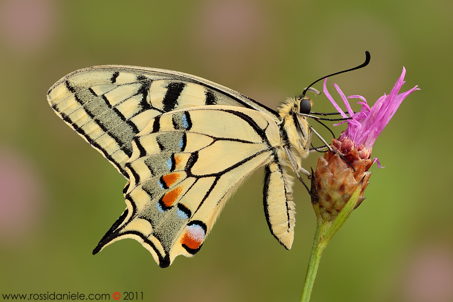 Papilio machaon (Linnaeus, 1758)...
