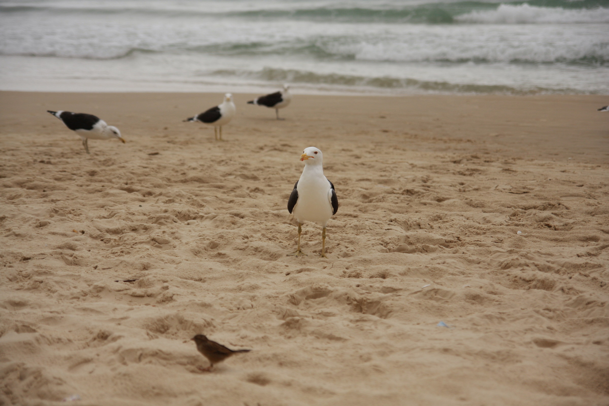 Gulls on the beach dos Ingleses, Florianopolis...