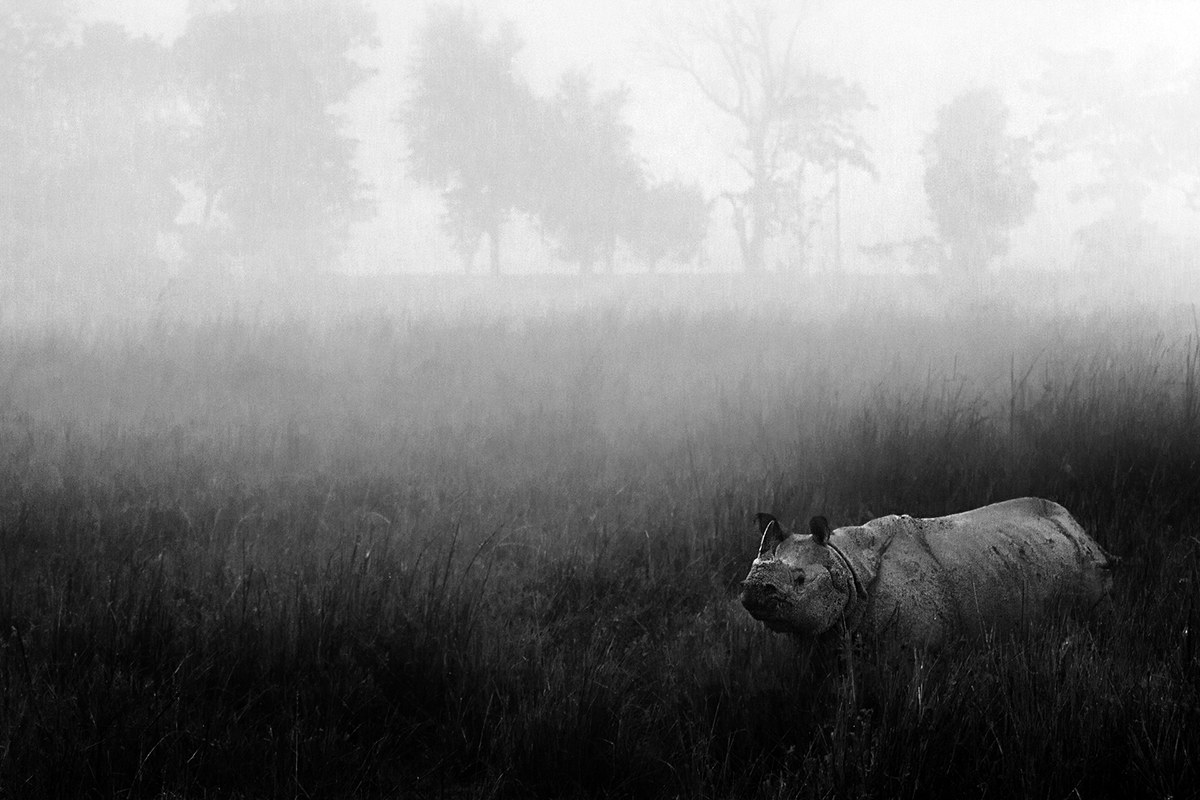 Misty rhino...