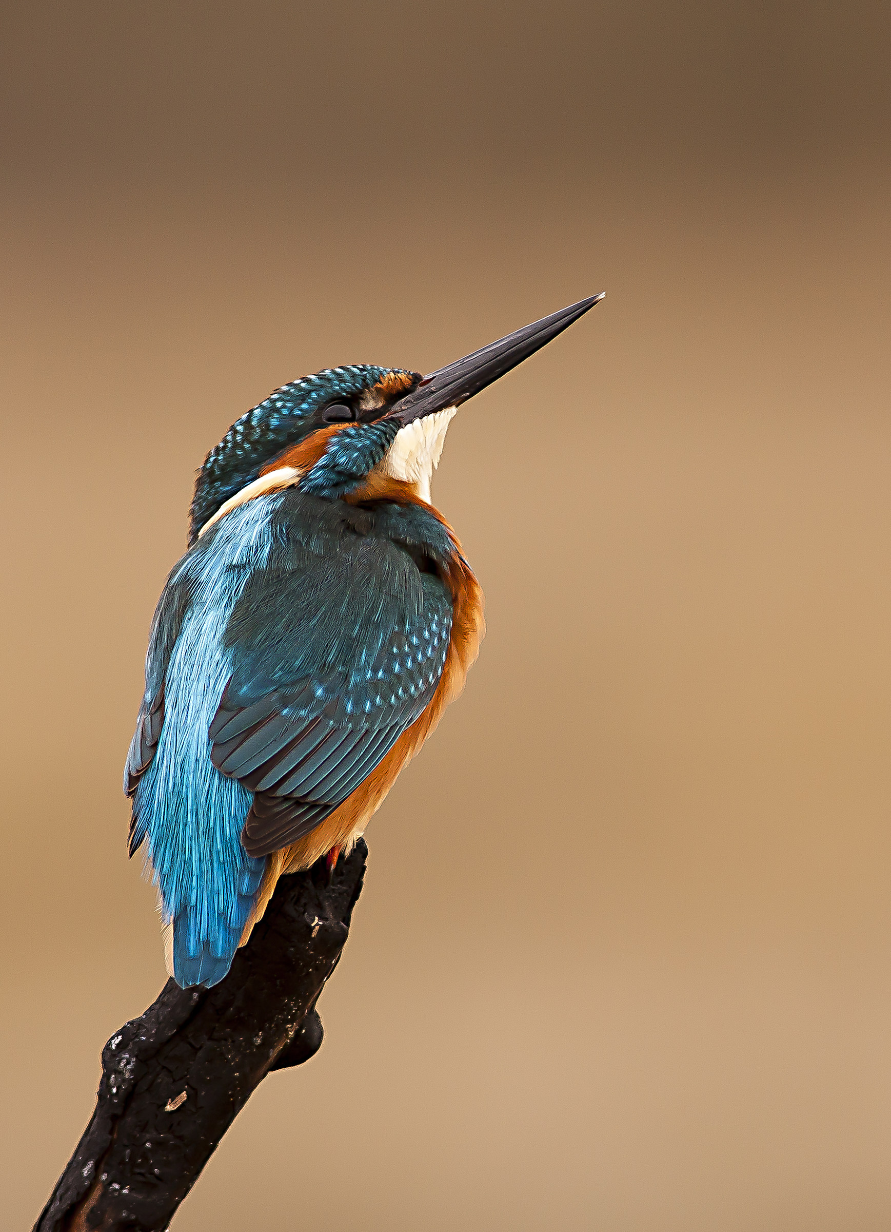 Kingfisher4...