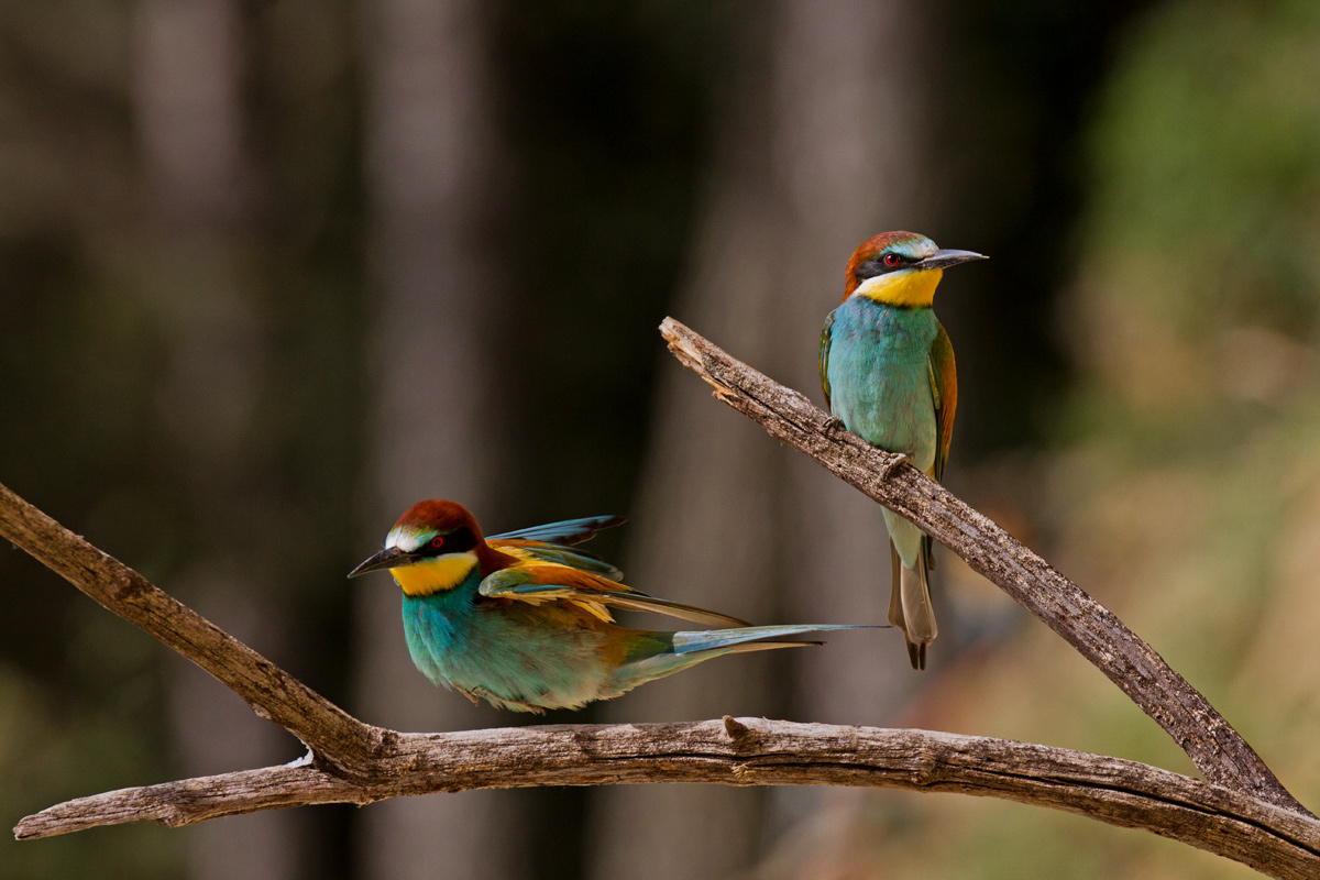 Bee-eaters 2...